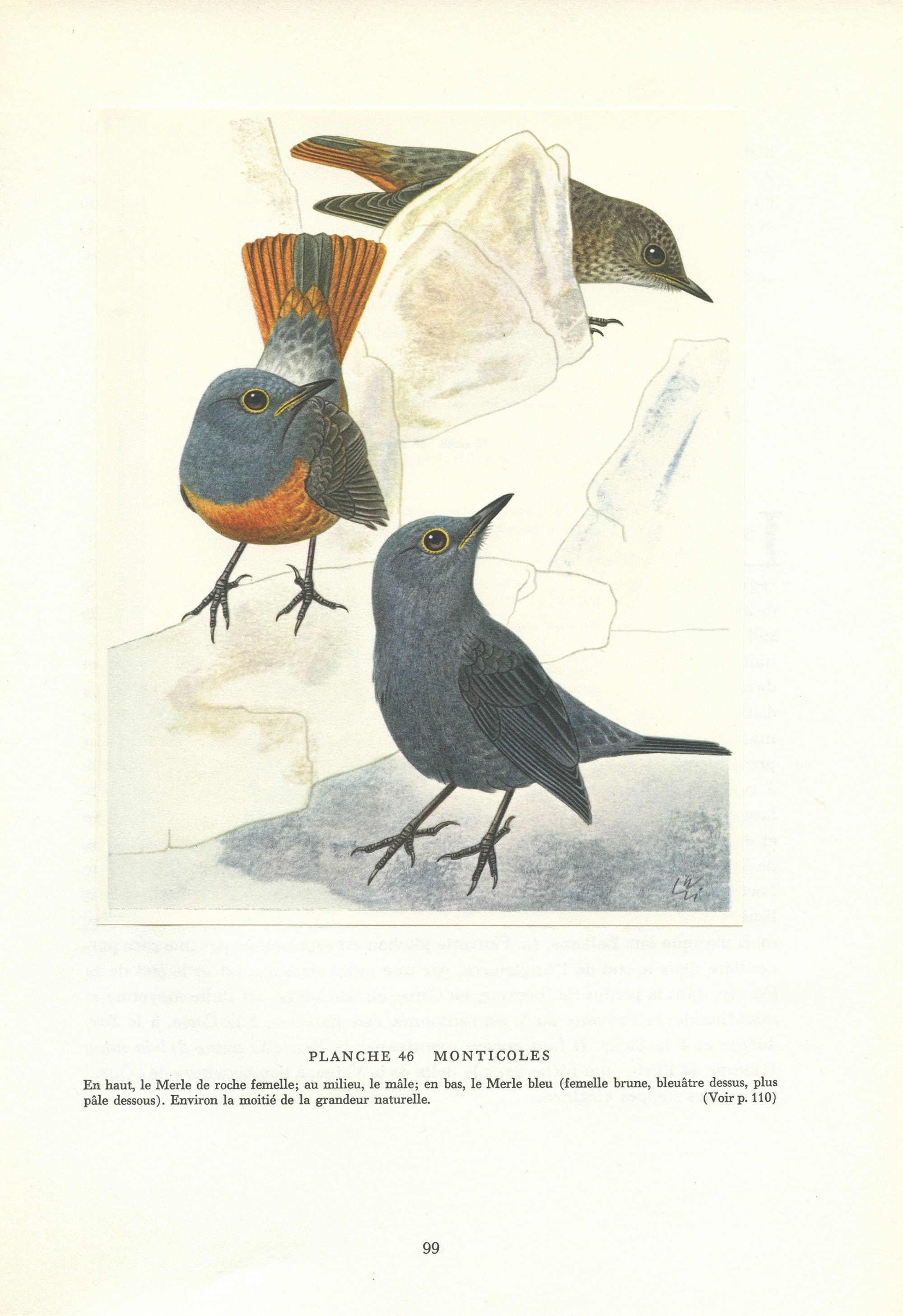 1961 Illustration de Merle Bleu et Roche Vintage Par Barruel. Petite Affiche d'oiseaux. Image Montic