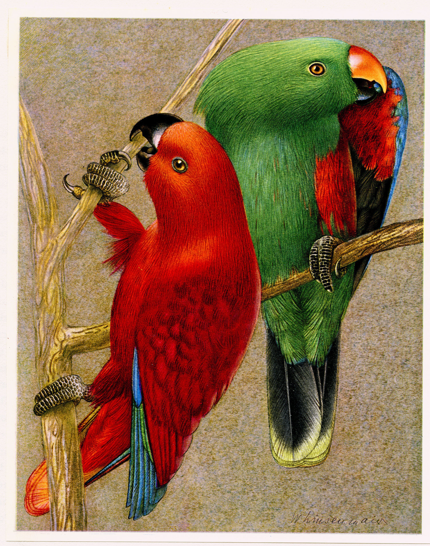 1961 Illustration de Loriquet Royal Vintage. Petite Affiche Perroquet. Image d'oiseau Lori Déco Oise