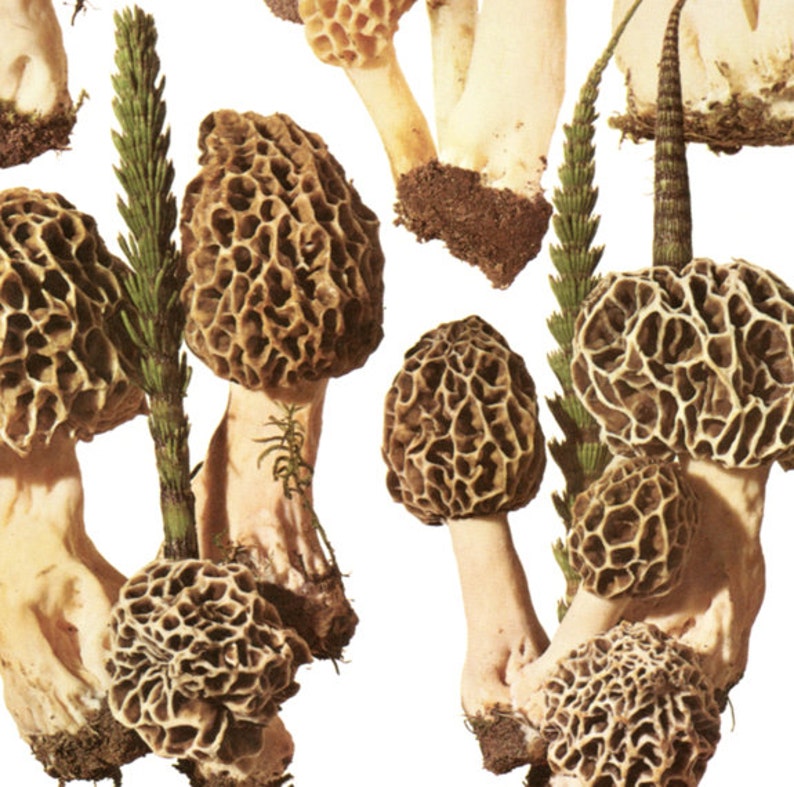 Morel Stinkhorn Mushroom Botanical Wall Art From 1972 for Etsy