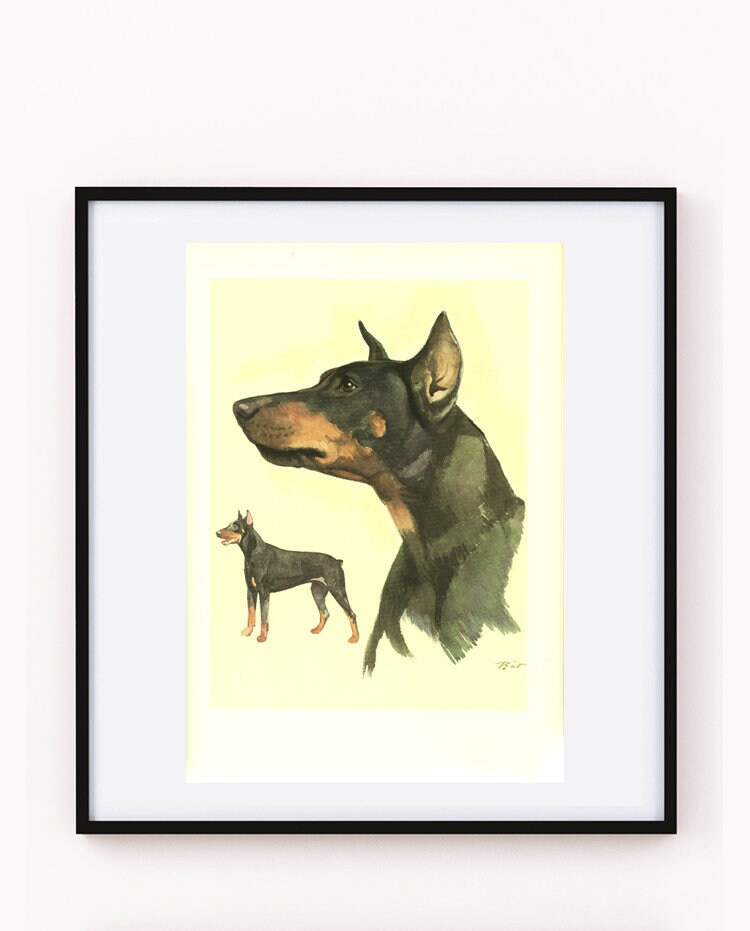 Doberman 1975 Vintage Illustration de Chien Poster Doberman Cadeau Aquarelle Image Peinture Chien