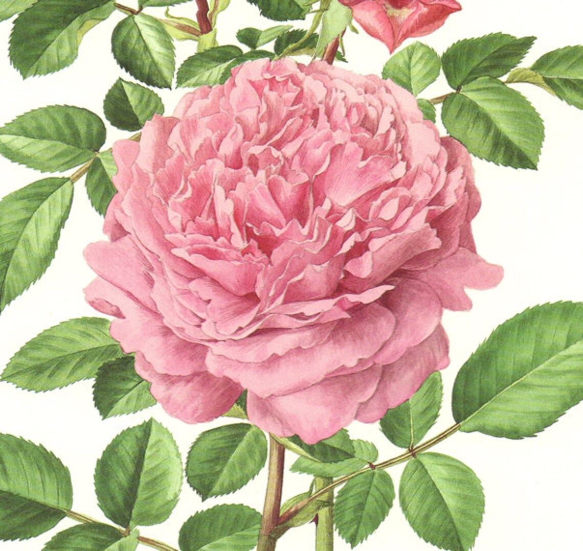 Pink Rose Print 1985 Vintage Rose Art Print Vintage - Etsy