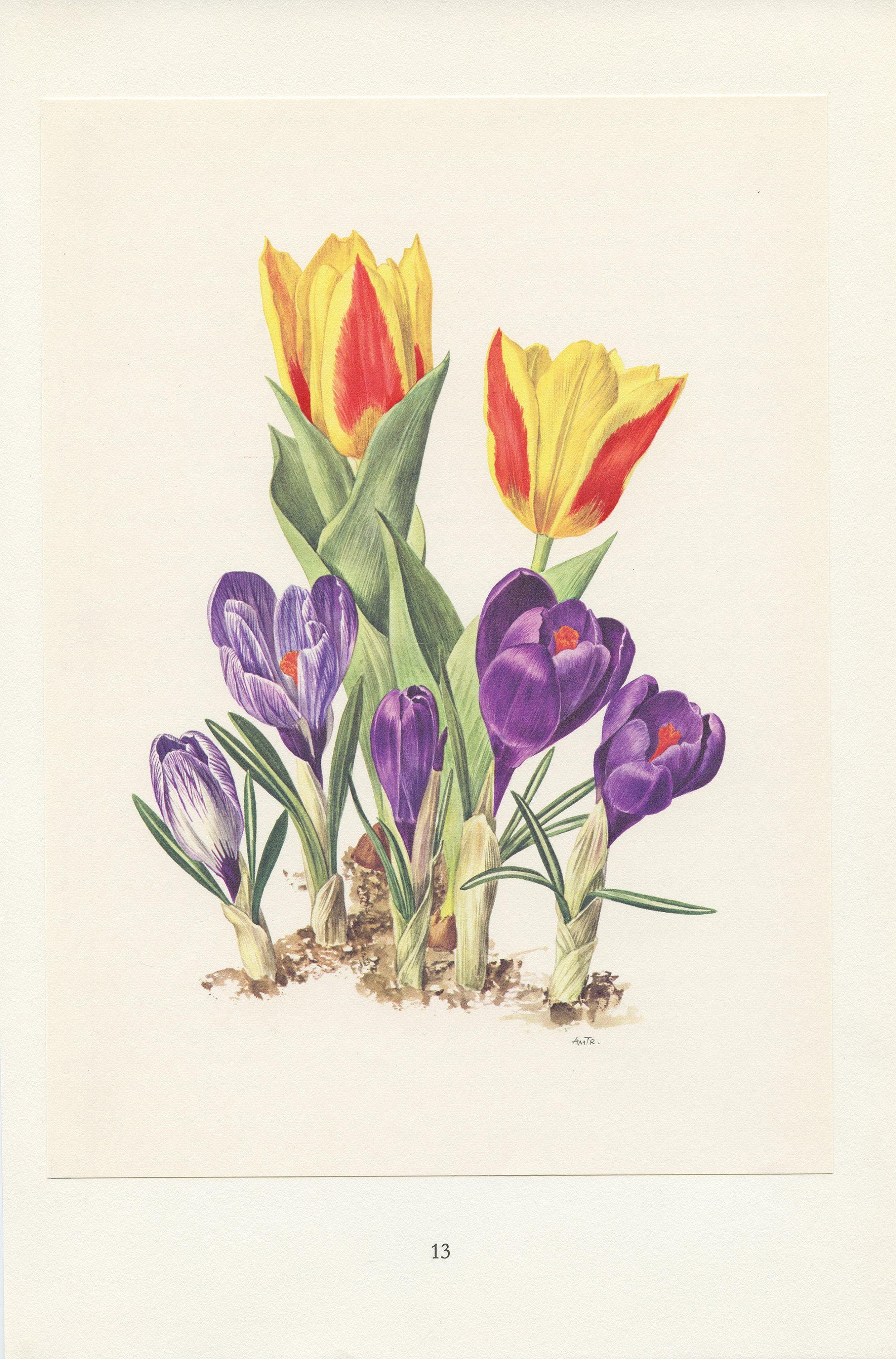 Petite Affiche de Crocus Violets & Tulipes Jaunes 1964. Art Botanique Fleurs à Bulbes Deco Printemps
