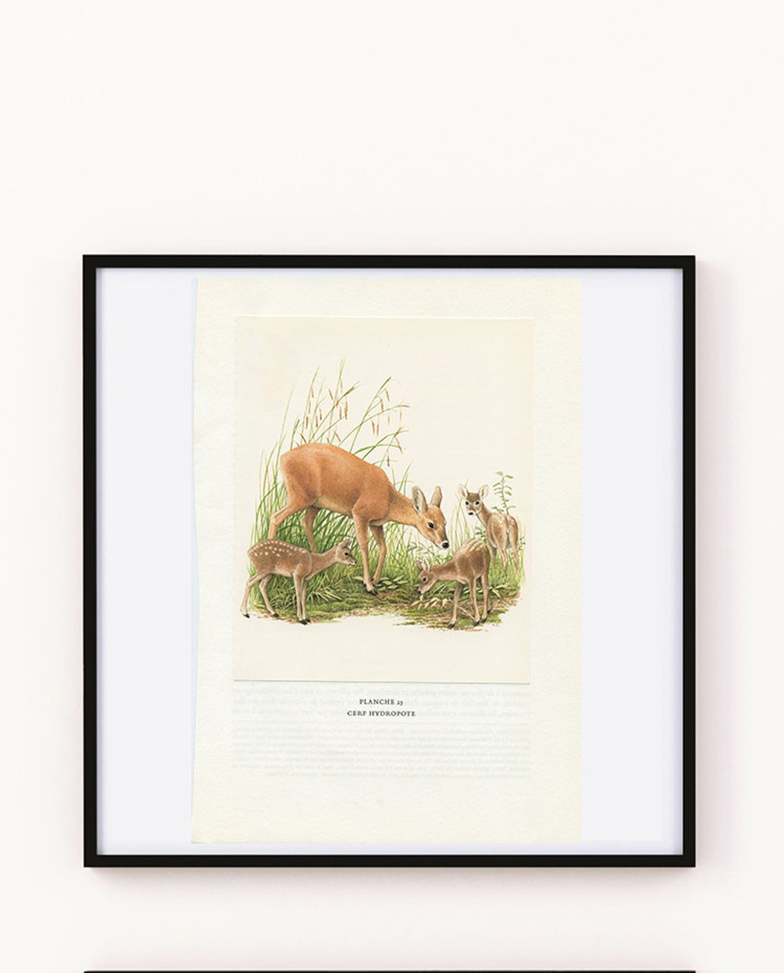 Baby Mom Water Deer Print 1970.vintage Animal Art Doe Poster French ...