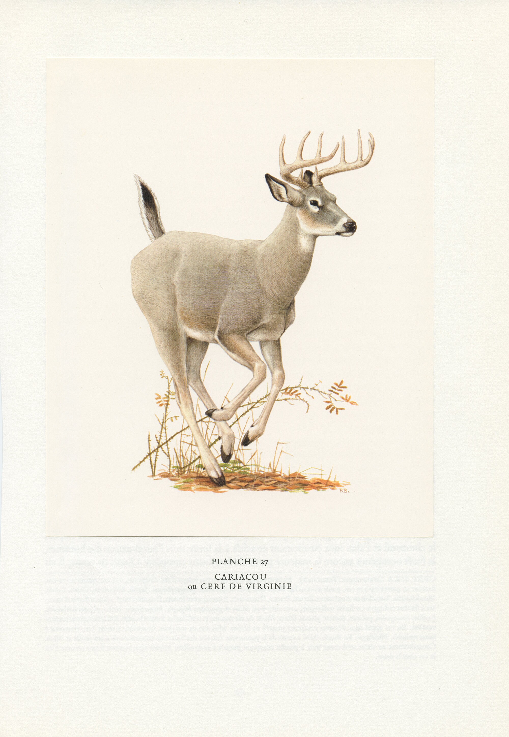 1970 Vintage Illustration de Cerf Virginie ou Cariacou. Illustration Animalière Chevreuil. Déco Natu