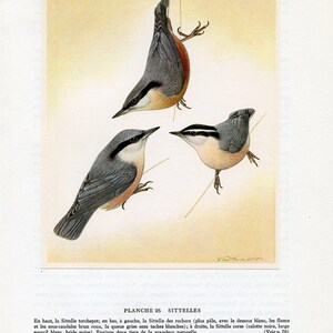 May include: A vintage print featuring three nuthatches in various poses. The birds are illustrated with grey, white, and orange feathers against a cream backdrop. One bird hangs upside down. The image is from a vintage print.