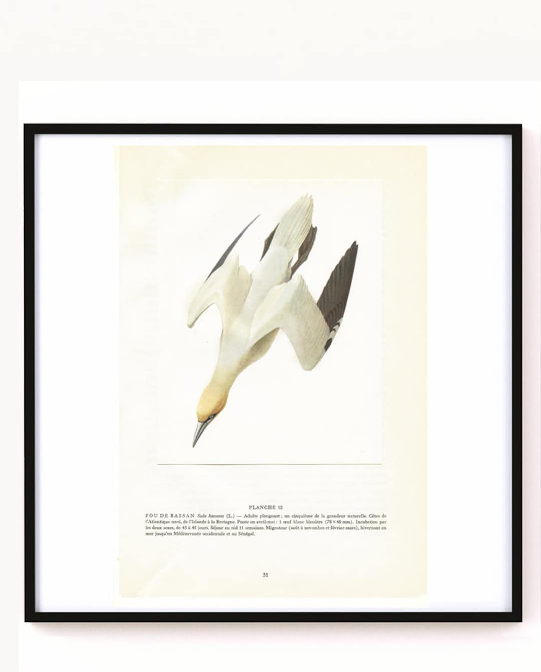 1962 Northern Gannet Print for Coastal Decor. Sea Bird Wall Art. French ...