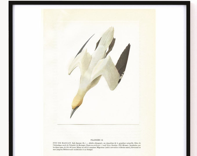 1962 Northern Gannet Print for Coastal Decor. Sea Bird Wall Art. French ...