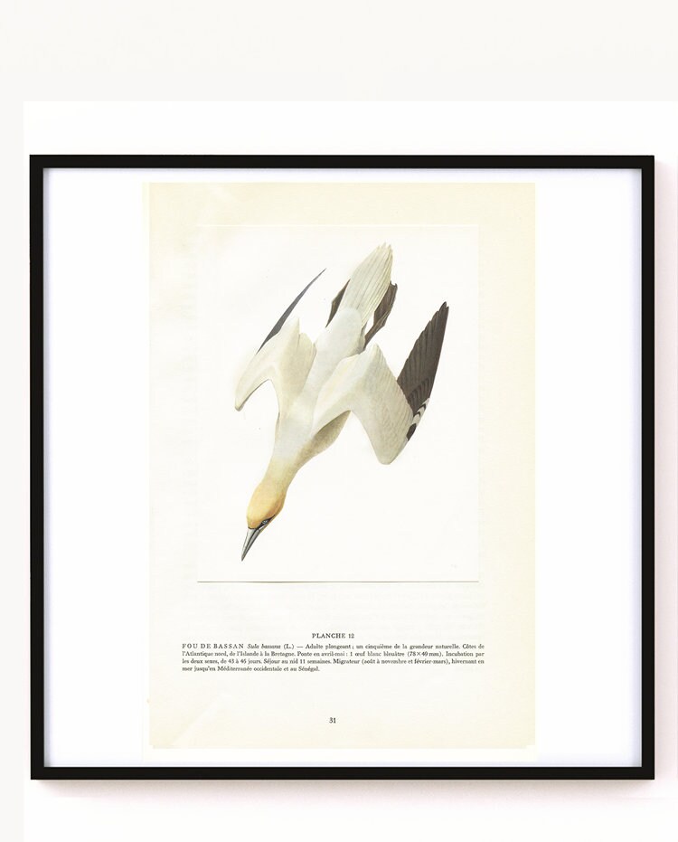 Fou de Bassan, 1962 Affiche Fou Bassan Vintage, Cadeau Oiseaux, Paul Barruel, Affiche d'oiseaux Mari