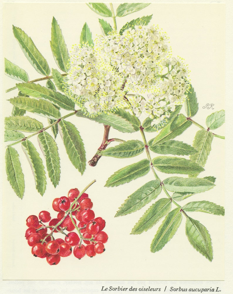 Rowan tree botanical print w/ flower & berries from 1959. Mountain ash Vintage botanical print forest woodland theme home decor Teacher gift image 2