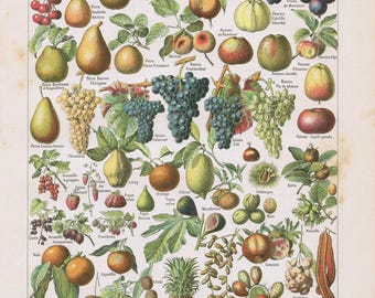 Small fruit poster, 1908 Vintage botanical art, Fruit chart, Kitchen decor, Fruit wall art print, Botanics office decor, Farmhouse kitchen