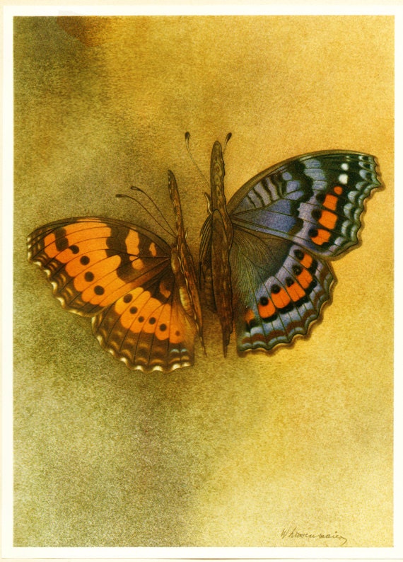 1950 Illustration de Papillon Vintage Precis Octavia. Petit Poster Papillons Bleus et Oranges. Image