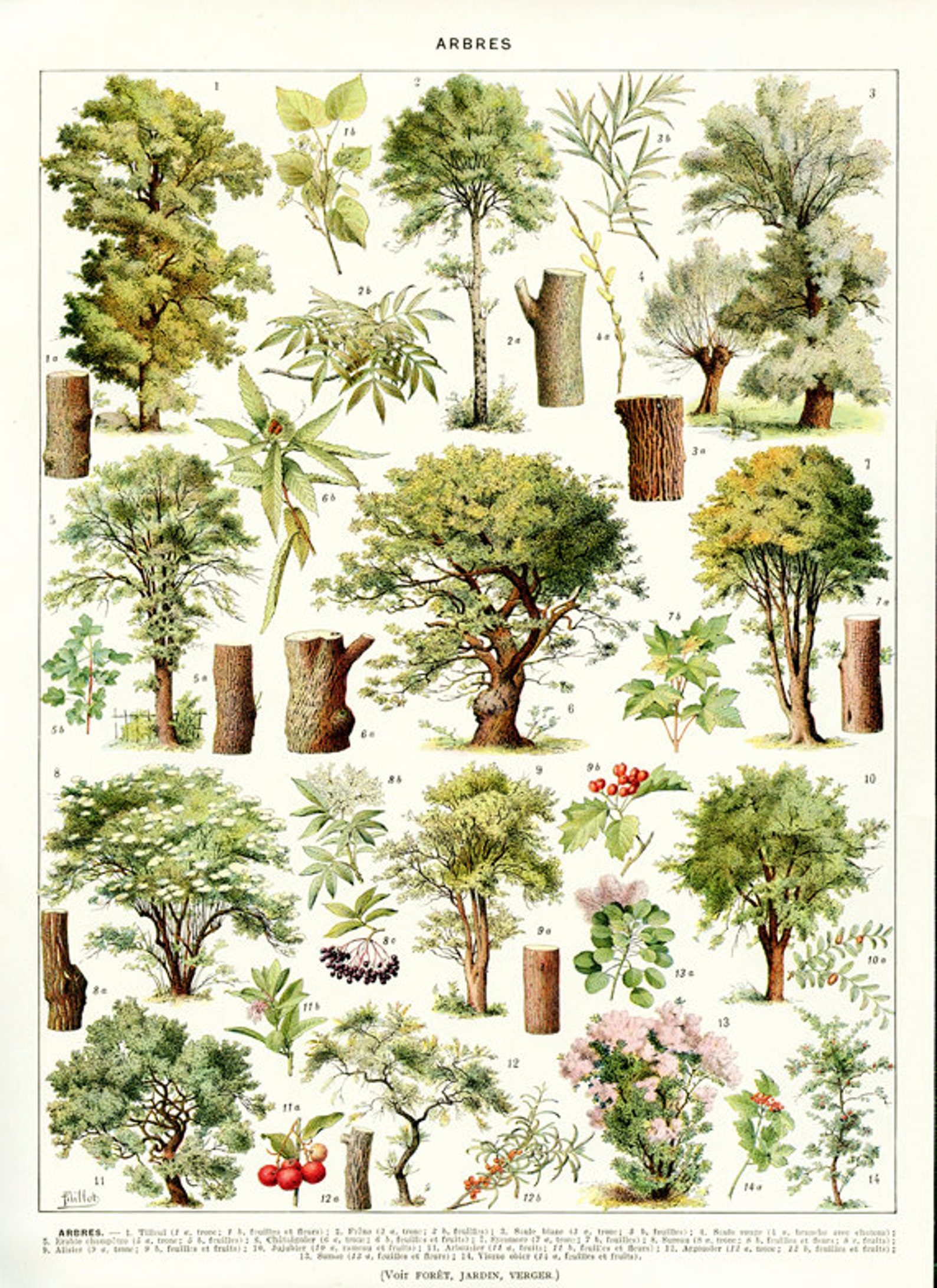 1936 Vintage botanical poster Botanical art Tree print vintage Etsy