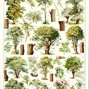 1936 Vintage botanical poster Botanical art Tree print vintage French country decor classroom decor insect poster maple tree sycamore tree