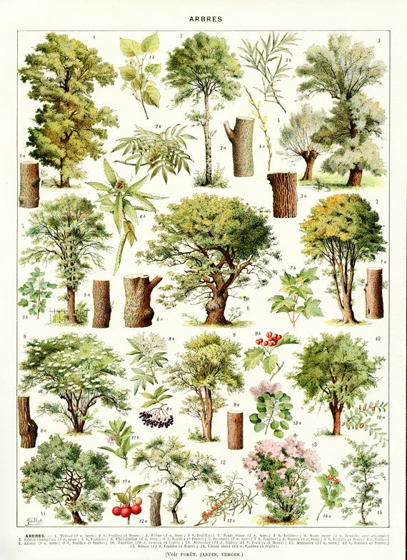 1936 Illustration Botanique Vintage Images d'arbres de Jardin Poster Déco Nature Poster d'insectes X