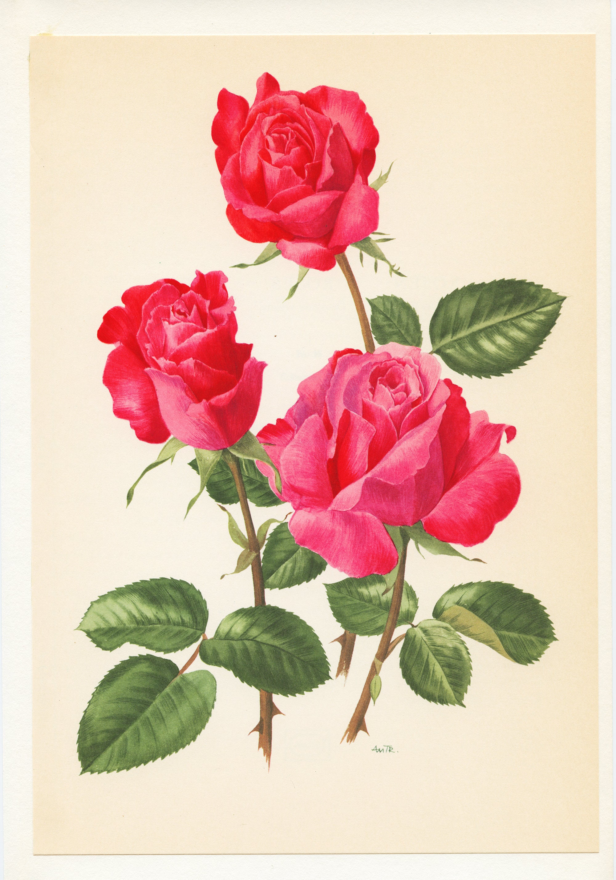1962 Roses Fuchsia mme René Cassin. Illustration Vintage d'art Botanique. Aquarelle Florale Rose. Ca