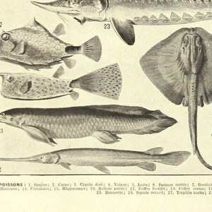 Fish poster 1936 Vintage fish print Vintage kitchen decor Fish decor Fish art Coastal decor Beach art Beach decor fisherman gift image 4