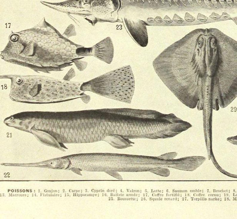 Fish poster 1936 Vintage fish print Vintage kitchen decor Fish decor Fish art Coastal decor Beach art Beach decor fisherman gift image 4