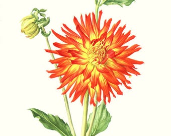 1964 Illustration botanique de Dahlia Cactus rouge Poster de Dahlia orange  Cadeau pour jardinier Image d'e Dahlia Poster de Fleurs vintage