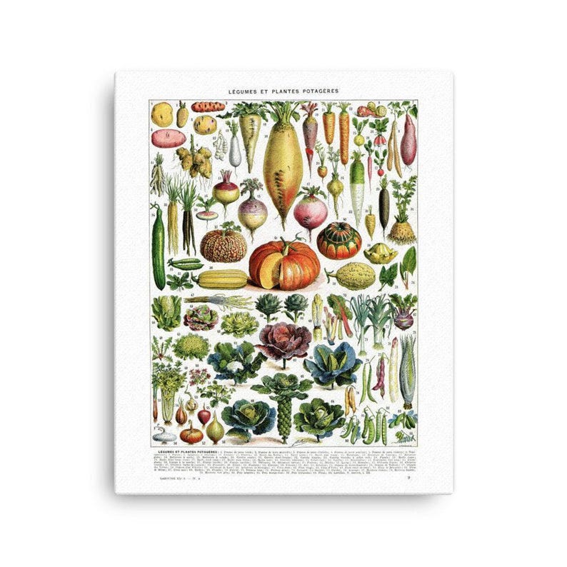 16x20" stretched Canvas vegetables botanical wall art print for kitchen decor for modern rustic farmhouse decor. Food Veggie gardener gift image 1