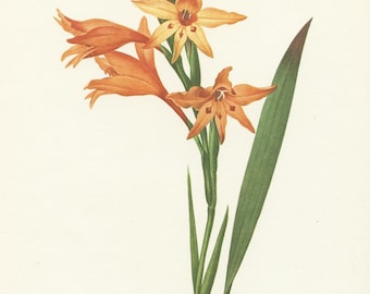 Illustration botanique de Glaieul en pointe orange 1986 par Redouté.Déco florale Déco de cuisine vintage Poster de rosier rose vintage