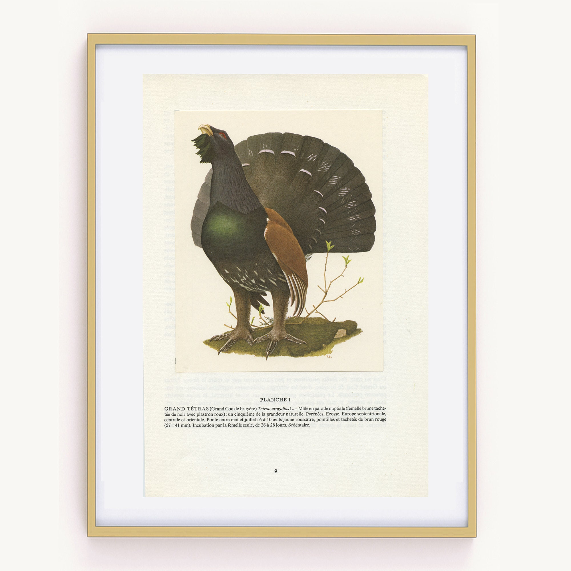 Grand Tétras 1960. Illustration de Coq Bruyère Vintage Par Paul Barruel. Petite Affiche d'oiseau Déc