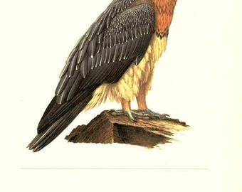 Bearded vulture wall art print- 1959 Vintage vulture bird print Bird of prey print- Scavenger bird art- gift for men- Vulture art cabincore