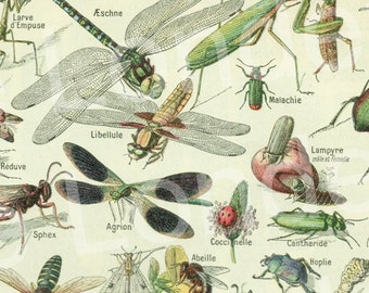 1948 Illustration ancienne d'insectes illustration page de dictionnaire français Gravure d'insecte ancienne Décoration de salle de classe