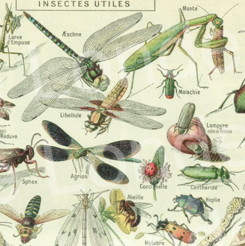 1948 Vintage insect print Vintage insect art Antique insect illustration Bugs poster Insects poster Entomology bug decor classroom decor image 1