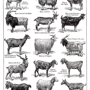 Large Goats Poster. Black and white animal print. Rustic farmhouse decor. Goat races chart. French country wall art. Breeder farmer gift