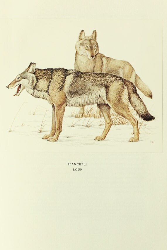 1970 Poster de Loup Vintage Image Illustration Animalière Deco Loups Mammifères Animaux Sauvages