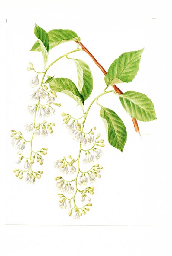 1972 Illustration Botanique Vintage Pterostyrax Poster de Fleurs Déco Décoration Blanches Nature T3P