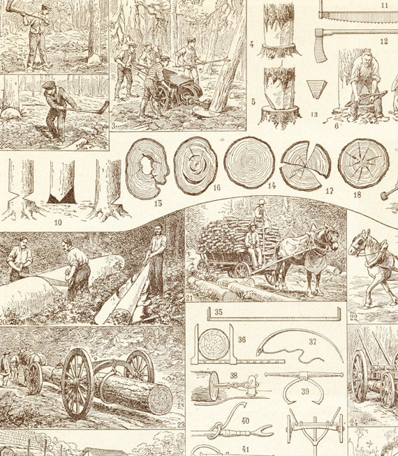 1922 Illustration de Bois Cadeau Pour Bûcheron Essences Garde Forestier Grains Bois