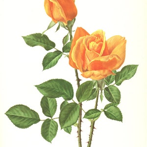1962 Vintage orange rose flower botanical print for gardener gift. Floral print plants. Living room decor kitchen. Roses bush plants poster