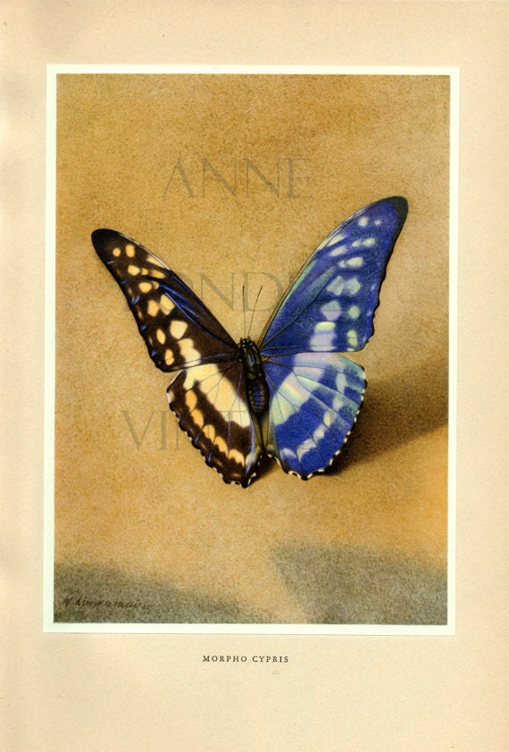 1950 Illustration de Papillon Vintage Morpho Cypris Reproduction d'aquarelle Ancienne