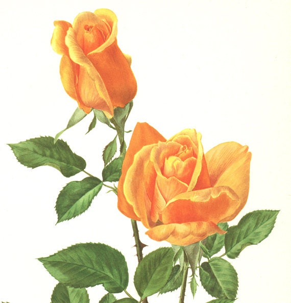 Orange rose poster 1967 Vintage Botanical art French country | Etsy