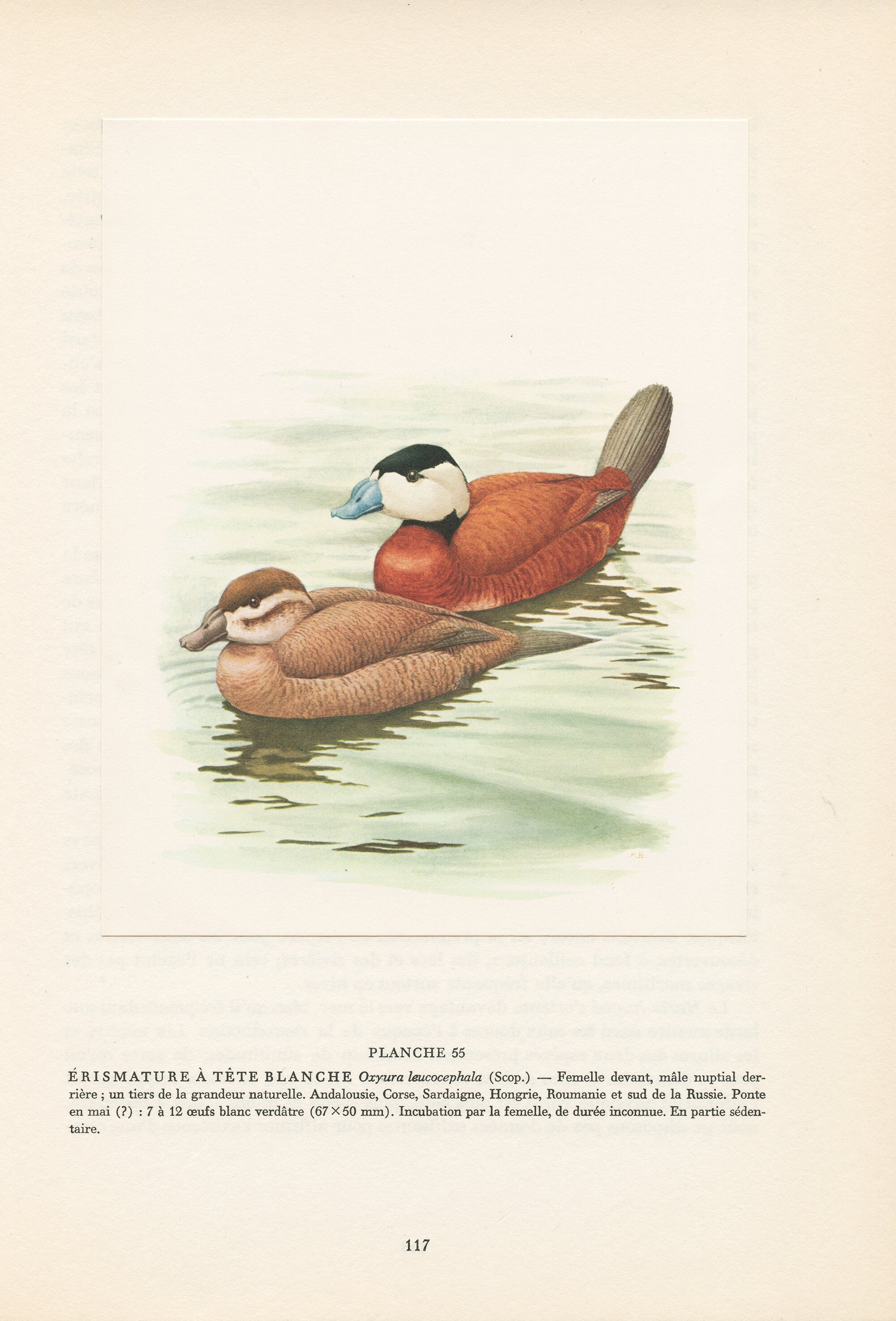 Illustration d'erismature à Tête Blanche de 1962 Par Paul Barruel. Affiche Canard Vintage. Cadeau Oi