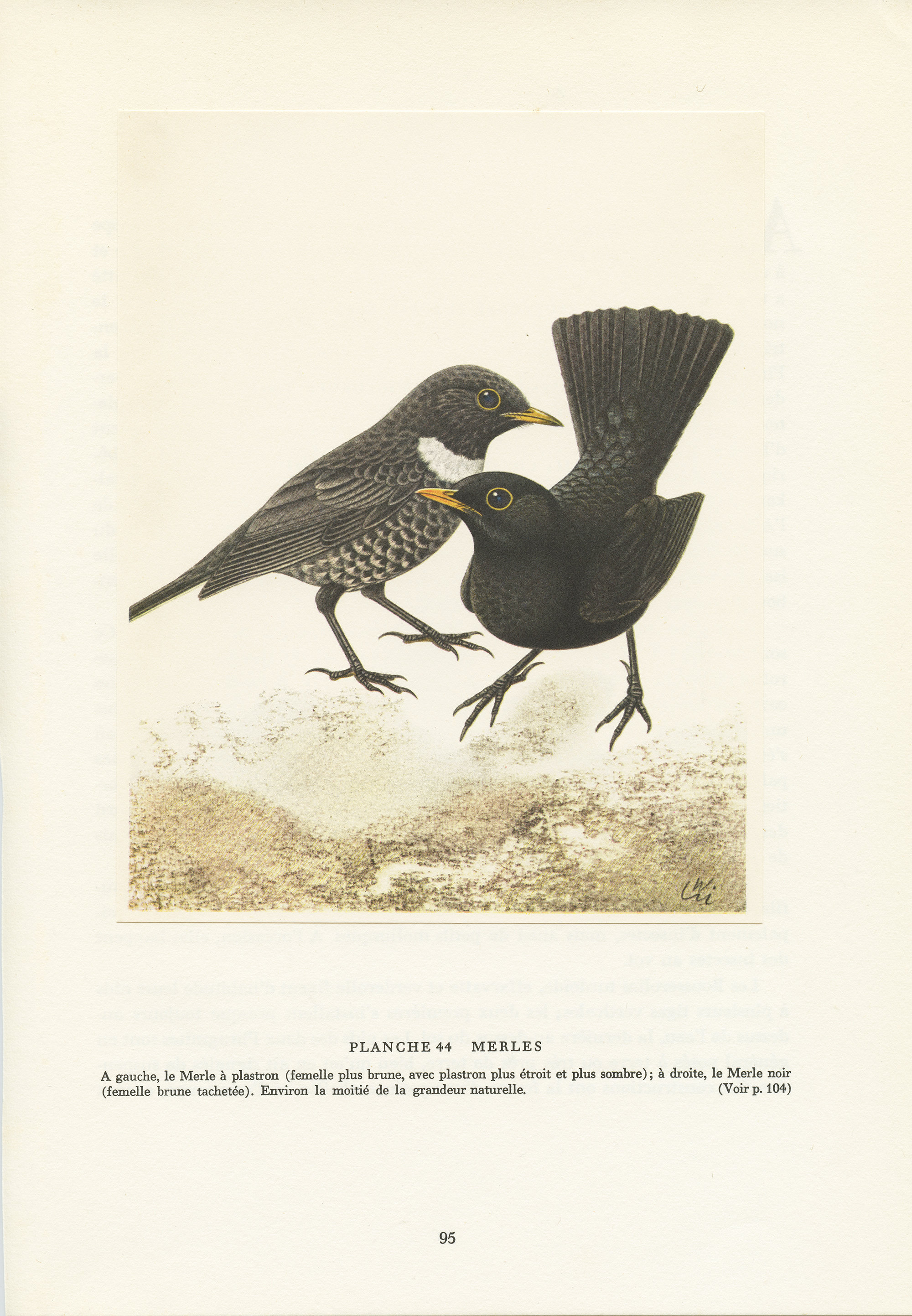 1961 Illustration de Merle Noir et à Plastron Vintage. Petite Affiche d'oiseaux. Image d'oiseau Déco