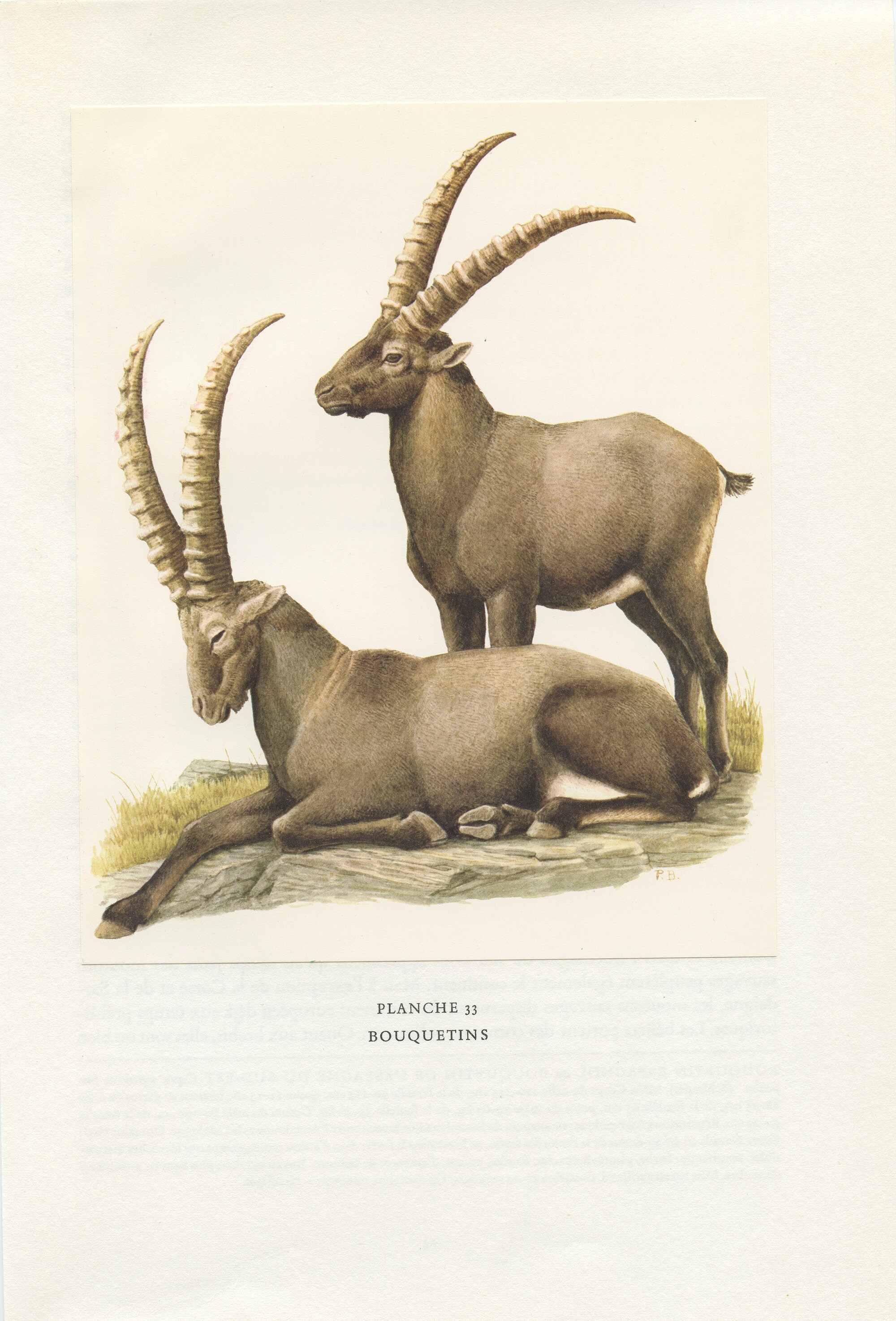 1970 Illustration Animalière de Bouquetins Vintage. Petite Affiche Mammifère Sauvage Des Alpes Par P
