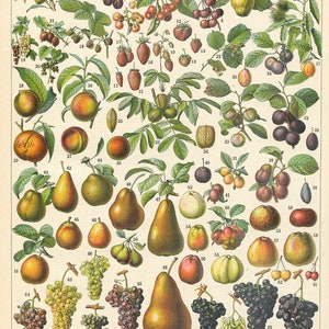 1897 Fruit botanical print for kitchen decor. Vintage botanical print. Orchard Fruit poster. French country decor. Antique food art