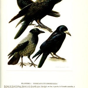 Raven art  Vintage crow art Crow bird poster Blackbird print Raven poster Corvus poster Bird art Bird gift Vintage bird decor Crow Rook art