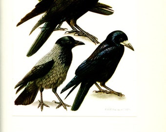 Raven art  Vintage crow art Crow bird poster Blackbird print Raven poster Corvus poster Bird art Bird gift Vintage bird decor Crow Rook art