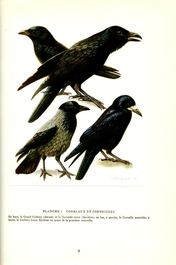 1961 Illustration d'oiseaux Vintage Poster de Corbeaux Image d'oiseau Noir Déco Oiseaux Gravure Corn