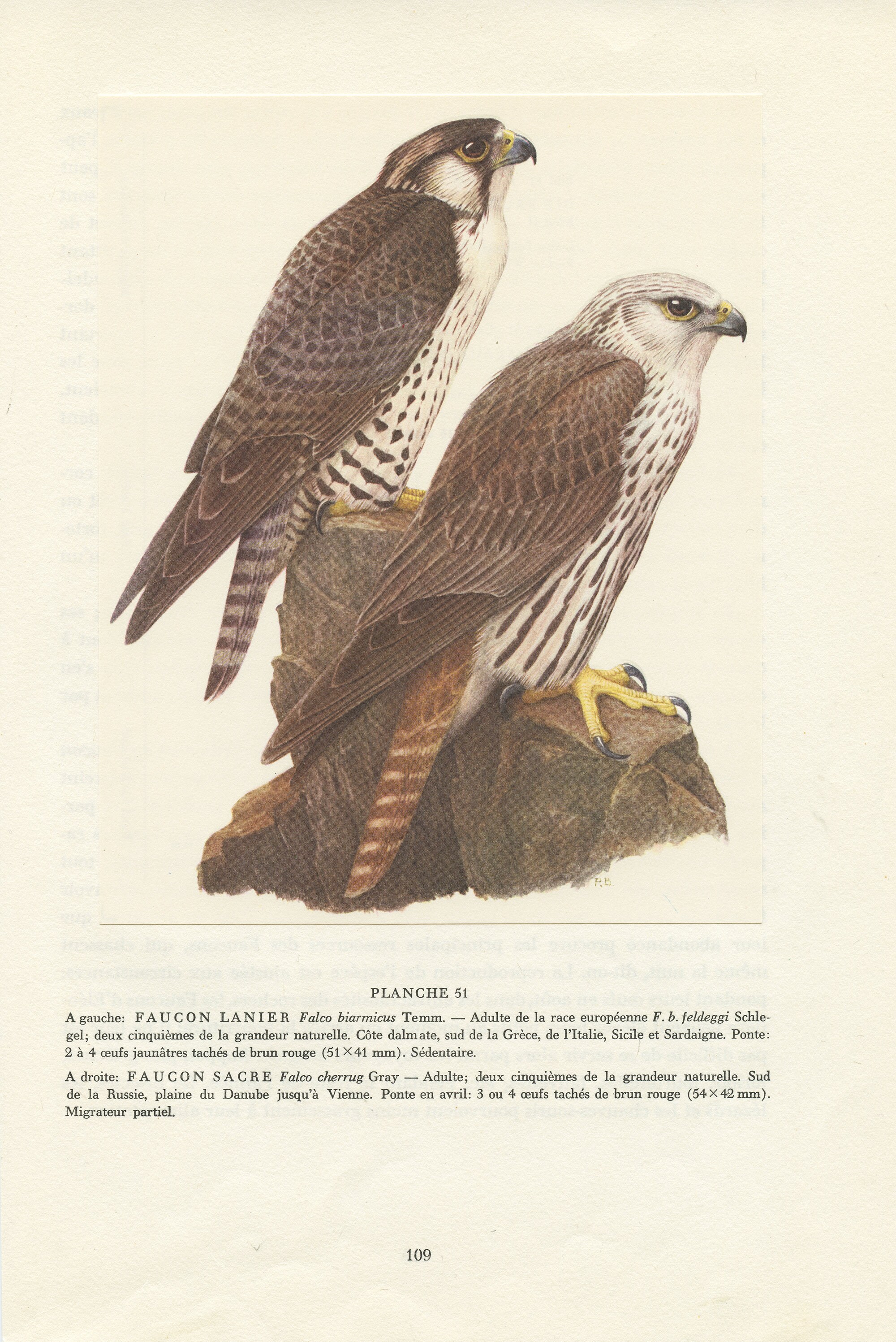 Faucons Lanier & Sacré Vintage de 1959. Gravure d'oiseaux Vintage. Faucon Peinture Cadeau Ornitholog