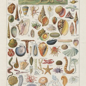 Seashell poster, 1948 Vintage Sea Shell art, Molluscs crustaceans print, Seaside decor, Marine decor, Beach decor, Fisherman gift Beach gift