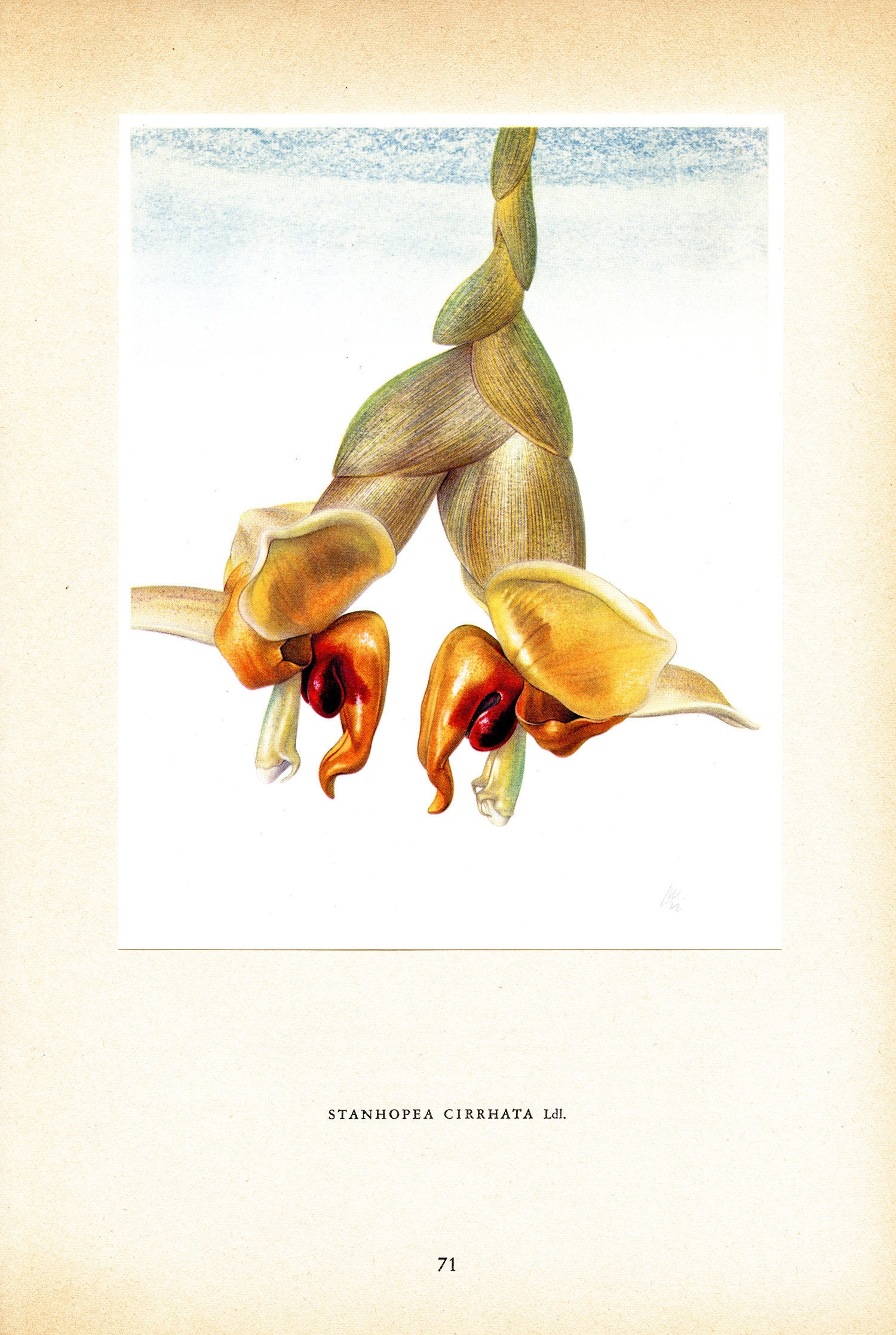 1953 Illustration d'orchidée Jaune et Rouge Stanhopea Cirrhata Pour Décoration Florale Cadeau Collec