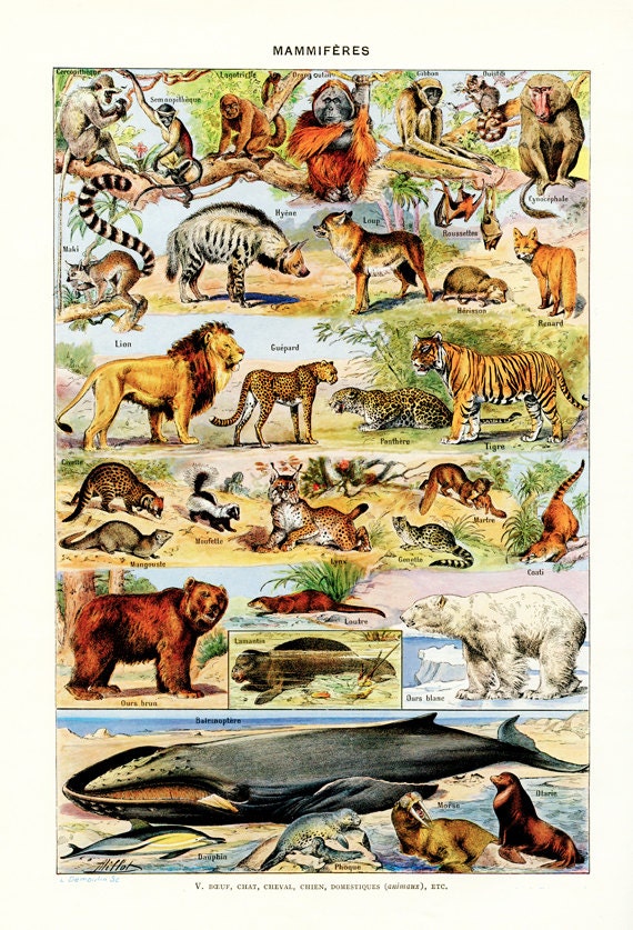 1948 Vintage Animal Art French Wall Art Wildlife Art Antique
