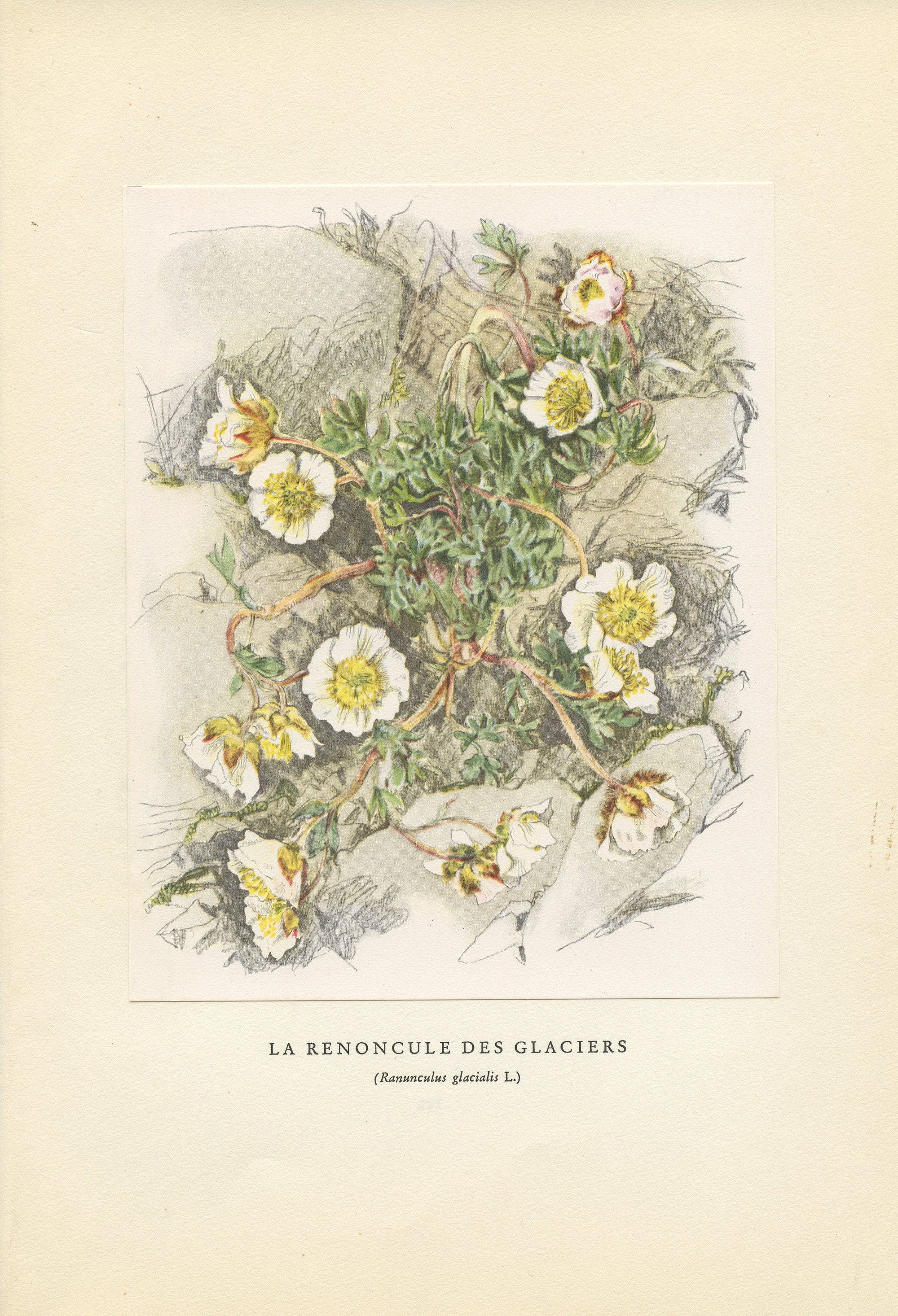 Illustration de Renoncule Des Glaciers 1959 Vintage.petite Affiche Fleurs Sauvages Ranunculus Glacia
