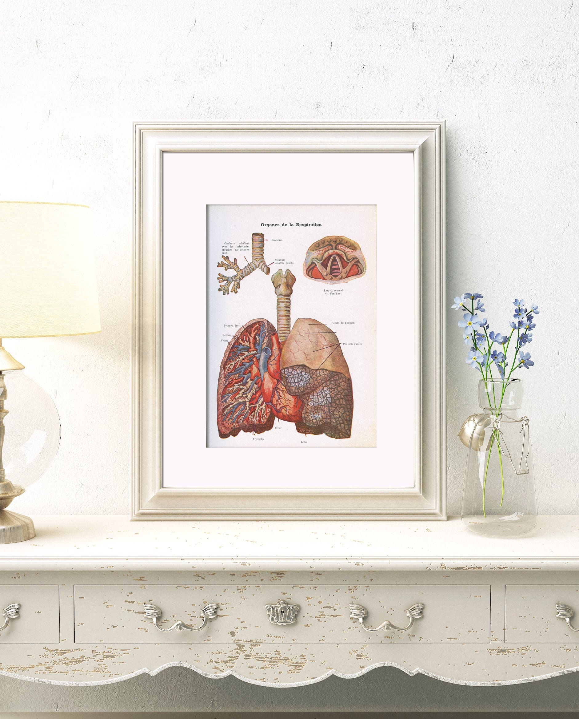 Gravure d'anatomie Vintage de 1938. Organes Respiratoires. Illustration Médicale Anatomique. Décorat