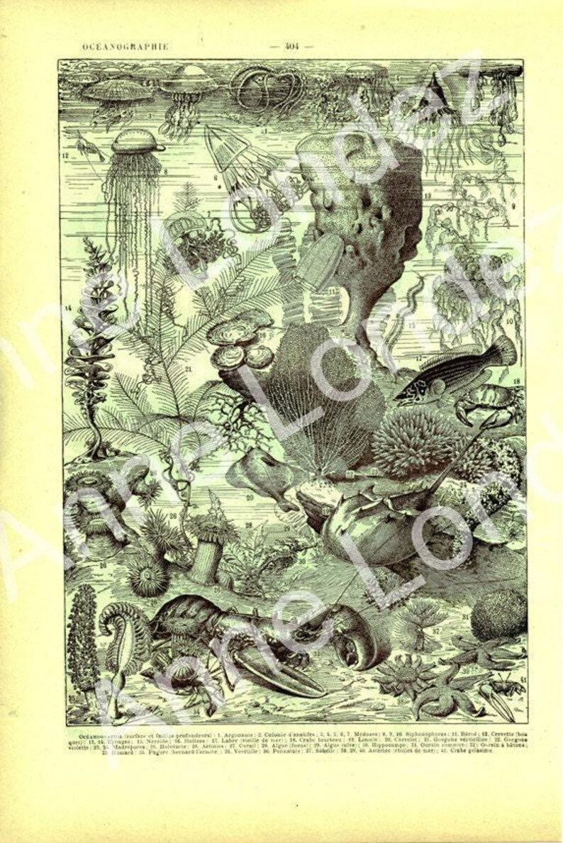 1922 Sea life art print. Vintage fish print, small fish poster, ocean gifts, marine gift, scuba gifts, gift for ocean lover, oceanographer bild 3