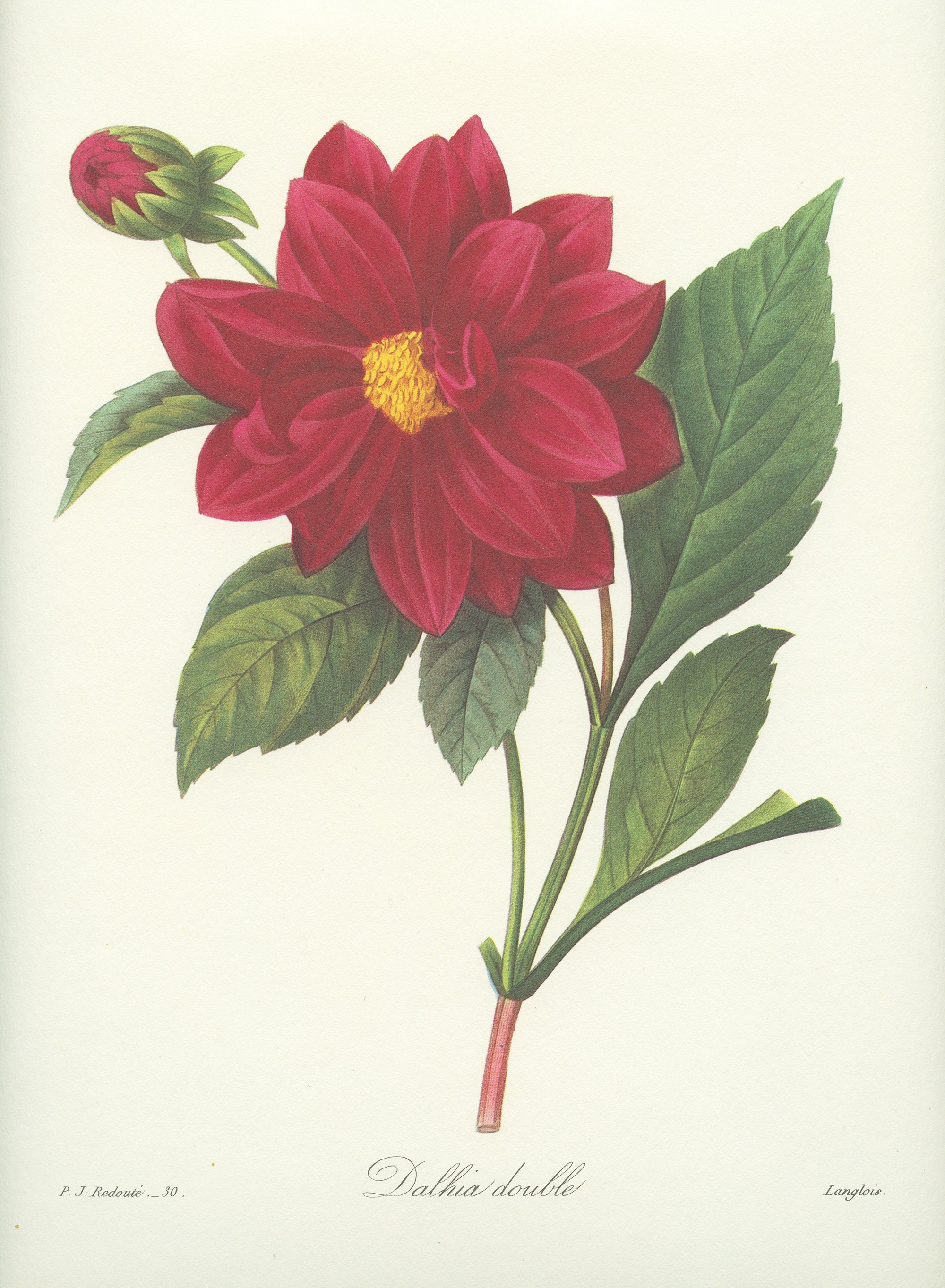 1986 Illustration Botanique de Dahlia Double Rouge Foncé Par Pierre-Joseph Redouté Deco Florale Cuis